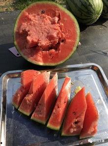 吃瓜四大网红,揭秘吃瓜四大网红的传奇故事 第2张 吃瓜四大网红,揭秘吃瓜四大网红的传奇故事 第2张